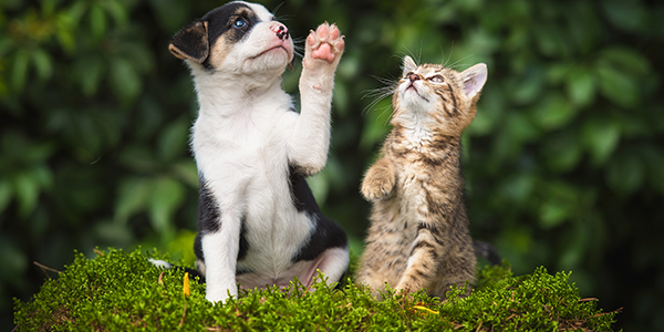 lúpulo é fatal cães e gatos
