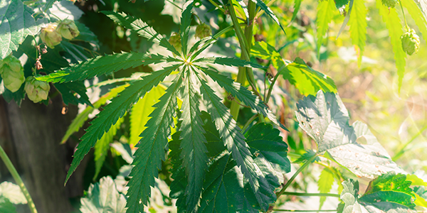 lúpulo parente da maconha