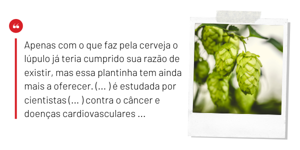 cerveja lúpulo